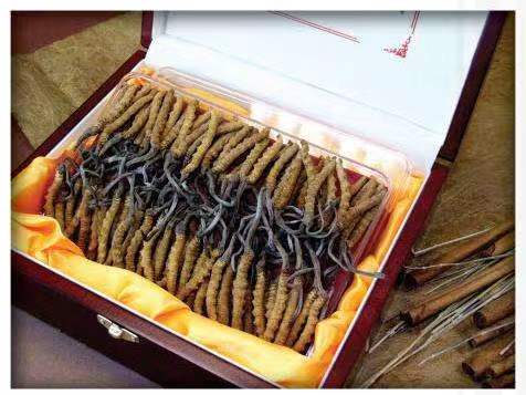 礼县冬虫夏草回收